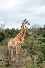 Two giraffes walks through the savannah in South Africa. Kruger National Park, safari, animal in natural habitat, wildlife