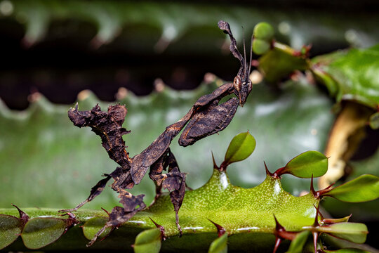 a ghost mantis in the wild
