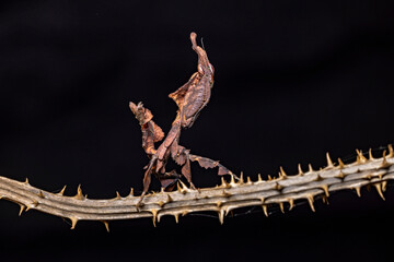 a ghost mantis in the wild
