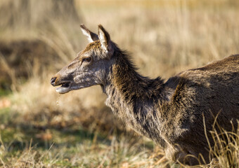 Wild Deer Grazing in a Sunlit Meadow