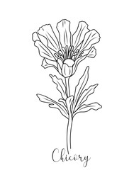 Chicory wild flower line art drawing. Cicorium medical, cosmetic, culinary herb. Vector black ink sketch isolated