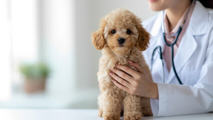 Veterinarian Doctor Provides Aid to poodle Puppy