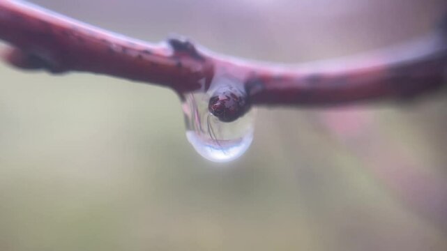tender spring buds blooming on tree branches