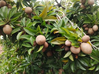 green sapodilla cluster on a tree