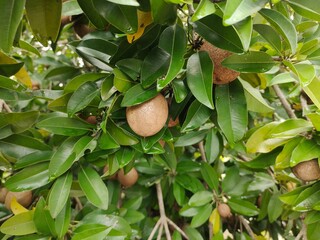green sapodilla cluster on a tree