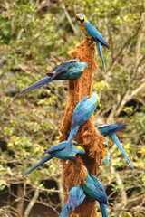 Blue-and-yellow macaws (Ara ararauna) perched on a tree stump, for minerals, near the entrance to Cuyabeno Wildlife Reserve, Ecuador