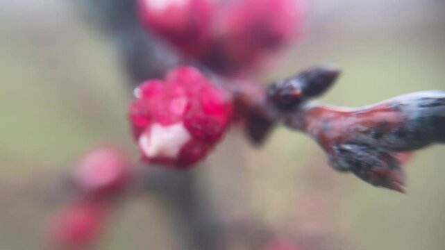 tender spring buds blooming on tree branches