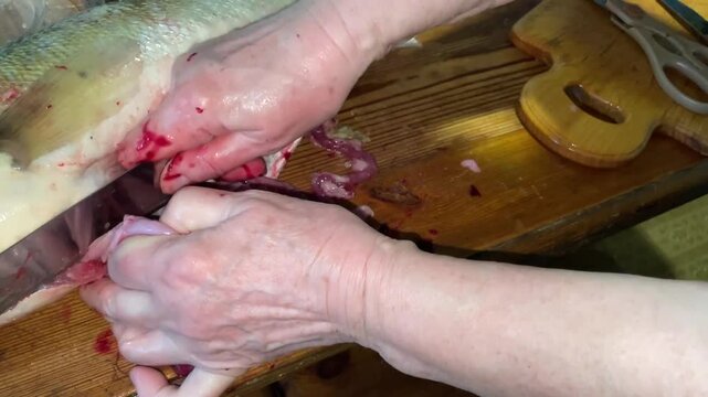 fresh zander fish filleting on wooden board