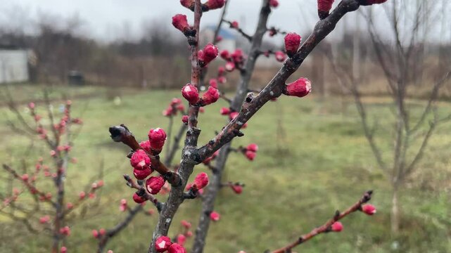 tender spring buds blooming on tree branches