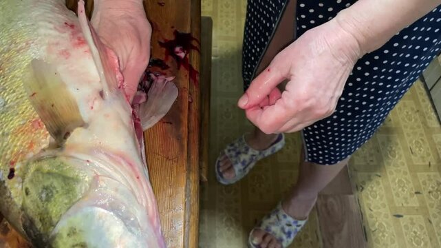 fresh zander fish filleting on wooden board