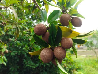 green sapodilla cluster on a tree