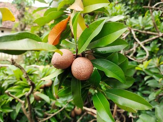 sapodilla cluster on a tree

