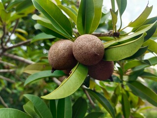 Sapodilla Tree