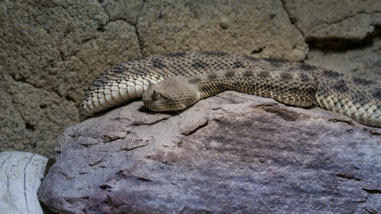 European nose-horned viper on a rock