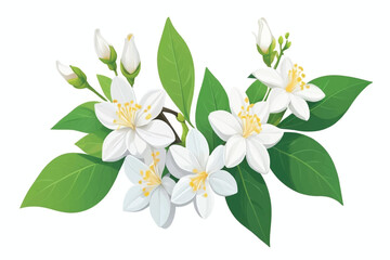 Obraz premium Jasmine flower isolated on white background with clipping path