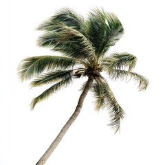 Beachside palm tree swaying in the wind, isolated from background