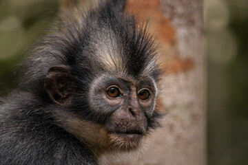 Thomas Langur Monkey at Sumatra