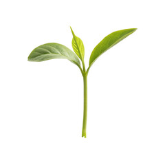 Fototapeta premium young plant isolated on white