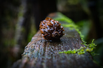close up of a moss and Pinecone
