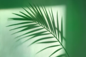 Obraz premium palm leaf on a green surface with shadow stylish background for presentation