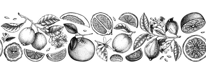 Citrus fruit border design. Seamless pattern. Hand-drawn vector illustrations. Healthy food sketches. Engraved summer background. NOT AI generated