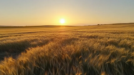 Obraz premium Golden Sunrise over a Vast Field of Rippling Wheat Under Clear Sky