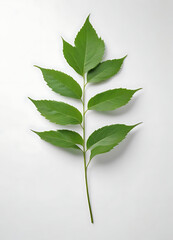 Scattered Green Leaves Flat Lay Pattern