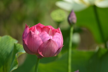 A delicate pink lotus flower in full bloom, its petals gracefully unfurling. The center reveals a vibrant yellow stamen, creating a stunning contrast against the lush green leaves.