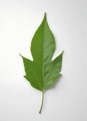 Scattered Green Leaves Flat Lay Pattern