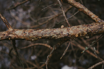 Woodland Nature Scene