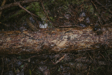 Woodland Nature Scene