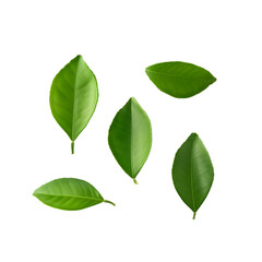 Fototapeta premium Five green lemon leaves falling on transparent background