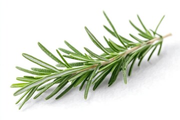Fototapeta premium A delicate sprig of fresh rosemary with needle-like leaves, isolated on a transparent background.