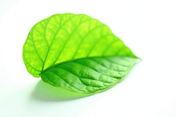 Obraz premium Delicate green leaf isolated on white background, plant life, foliage