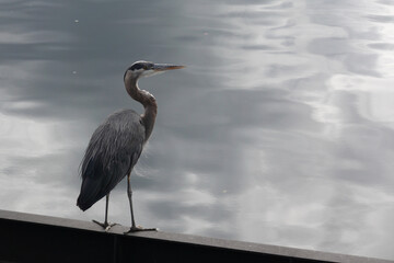 Great Blue Heron, Standing