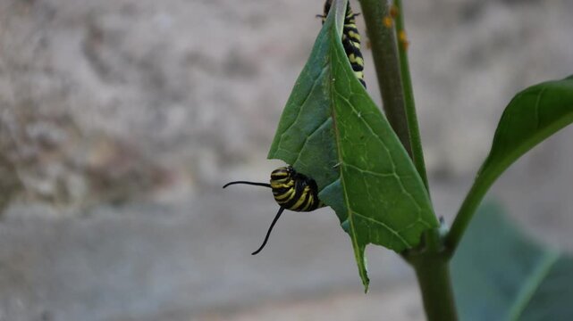 Southern monarch butterfly caterpillar eating a leaf while hanging upside down. (Danaus erippus)