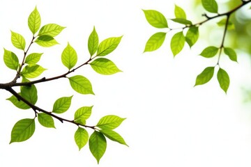 Varying branches with leaves isolated on white background, branches, closeup