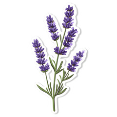 Naklejka premium A beautiful illustration of a sprig of lavender with vibrant purple flowers, perfect for design and decor projects.