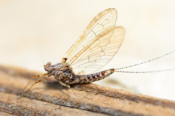 Pond Olive mayfly, Cloeon dipterum