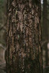Forest Tree Texture