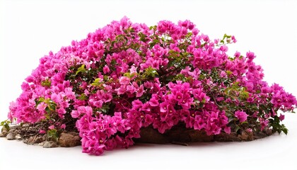 Obraz premium pink bougainvillea bush isolated on white background