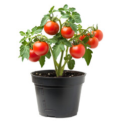 A small tomato plant with ripe red tomatoes in a black plastic pot isolated