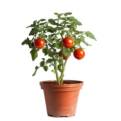 A small tomato plant with ripe tomatoes in a brown plastic pot on black background