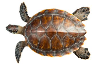 Top view of a sea turtle with detailed shell and flippers, cut out
