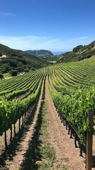 Fototapeta premium Vineyard rows, sunny hillside, ocean view, agriculture