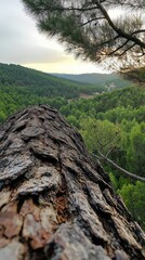 Forest view from a fallen treetop