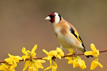 European goldfinch Carduelis carduelis bird songbird wildlife nature predator cock o the north, beautiful animal mountain finch, animal, bird watching ornithology, flower bud fauna wildlife Europe