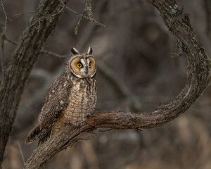 Long-eared owl Perched