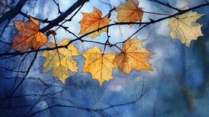 Fototapeta premium Evening Sycamore Leaves