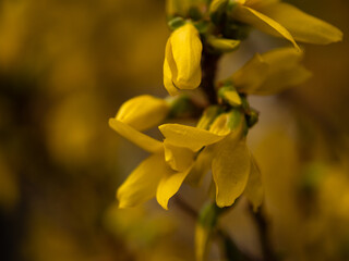 Obraz premium Forsythia hedge blooming yellow flowers